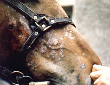 Microsporium 
 
 
 
 
 
 Canis            Infection of Horse